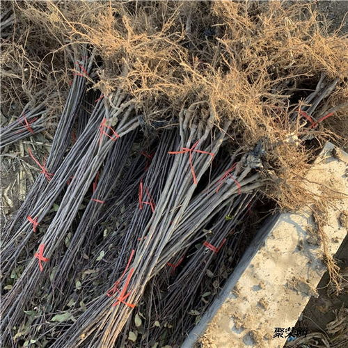 美國八號蘋果苗 基地信息、種植技術與市場報價