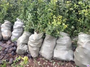 泰安國富苗木 廣東藍莓苗供應、優惠價格及種植技術指南