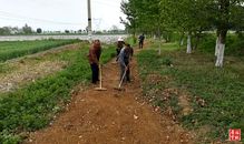 岐山今春栽植苗木256萬株，助力生態建設與產業發展