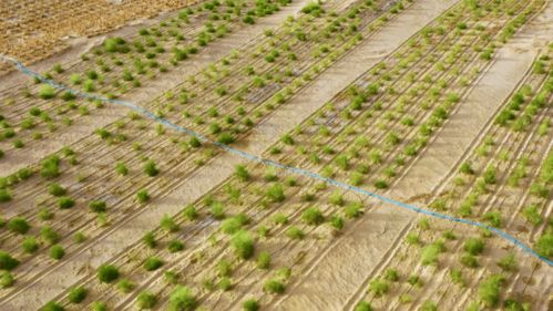 從“死亡之?！钡健跋Ｍ亍?苗木種植與技術咨詢的綠色嬗變