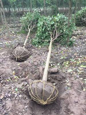 高桿女貞種植全攻略 最佳季節(jié)、苗木選擇與技術(shù)要點