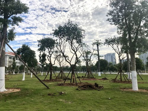 以奮斗之姿 育生態之美——翔安校區圓滿完成會展片區苗木移植工作紀實