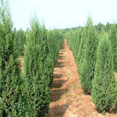 河南檜柏 規格齊全、價格優廉的大型苗木種植基地